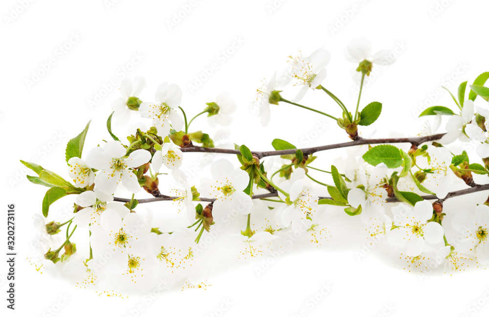 Cherry blossom with leaves. Cherry blossom with leaves.