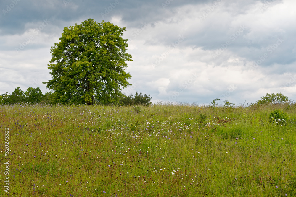 Fototapeta premium Landschaft im Naturschutzgebiet Mäusberg bei Karlstadt, Landkreis Main-Spessart, Unterfranken, Bayern, Deutschland.
