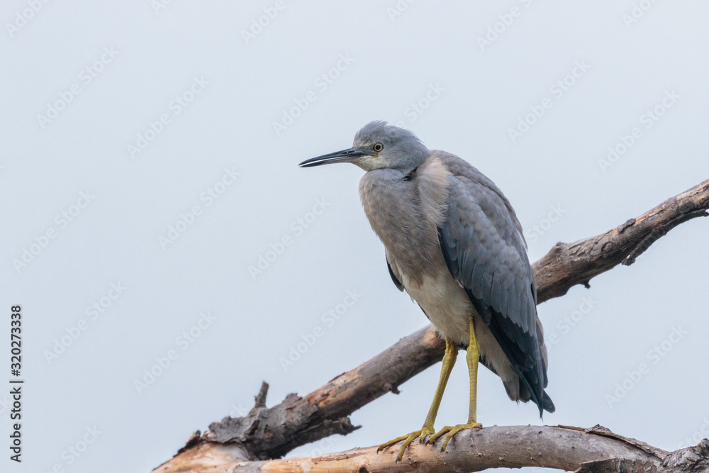 White-faced Heron juvenile perched on branch White-faced Heron juvenile perched on branch