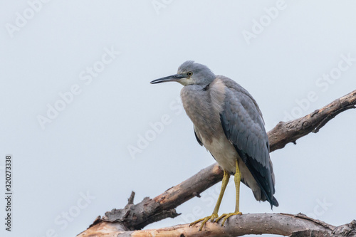 White-faced Heron juvenile perched on branch