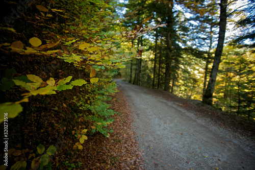 Path in a beech forest with unfocused background