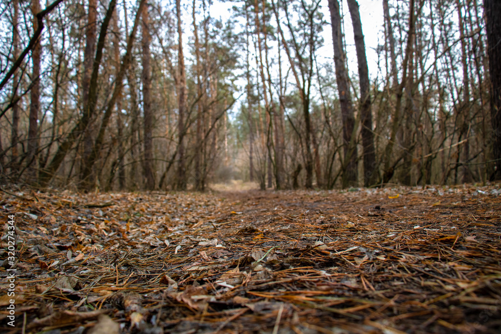 Trail Trail