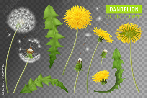 Realistic Dandelions Transparent Set