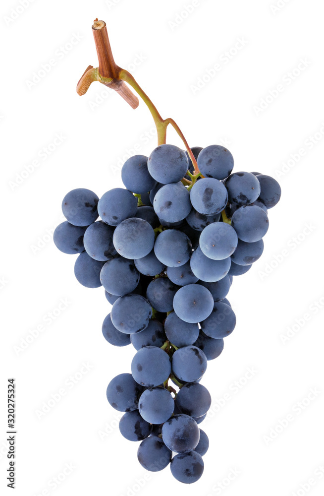 Fototapeta premium Grape bunch isolated. Blue dark purple berry grapes isolated on white background.