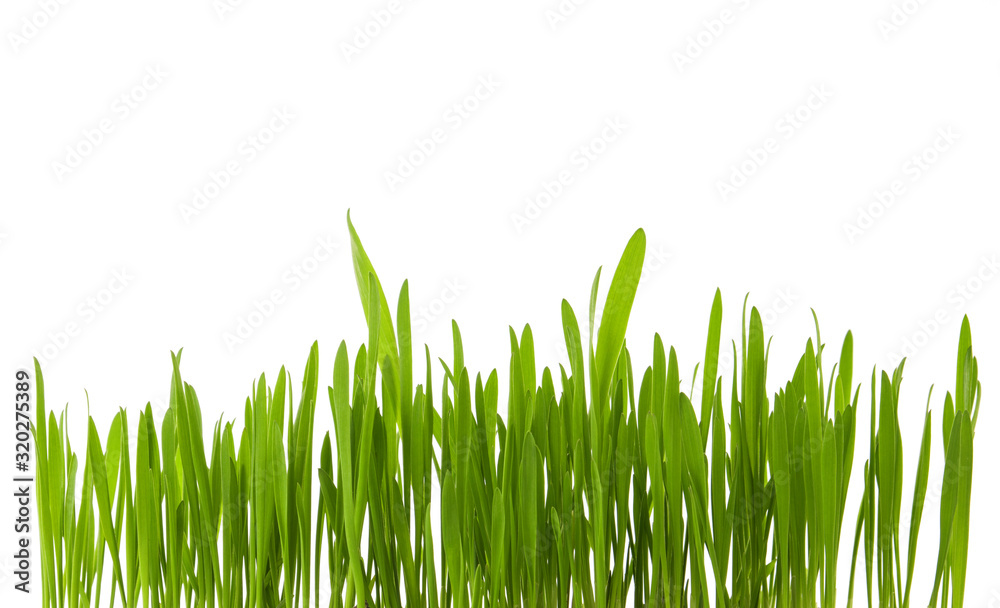 Green spring grass sprouts isolated on white background Green spring grass sprouts isolated on white background