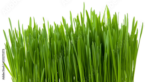 Isolated green grass sprouts on white background