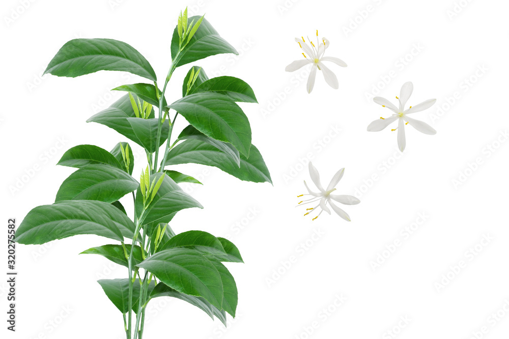 Lemon branch with bright green leaves and flowers isolated on white background