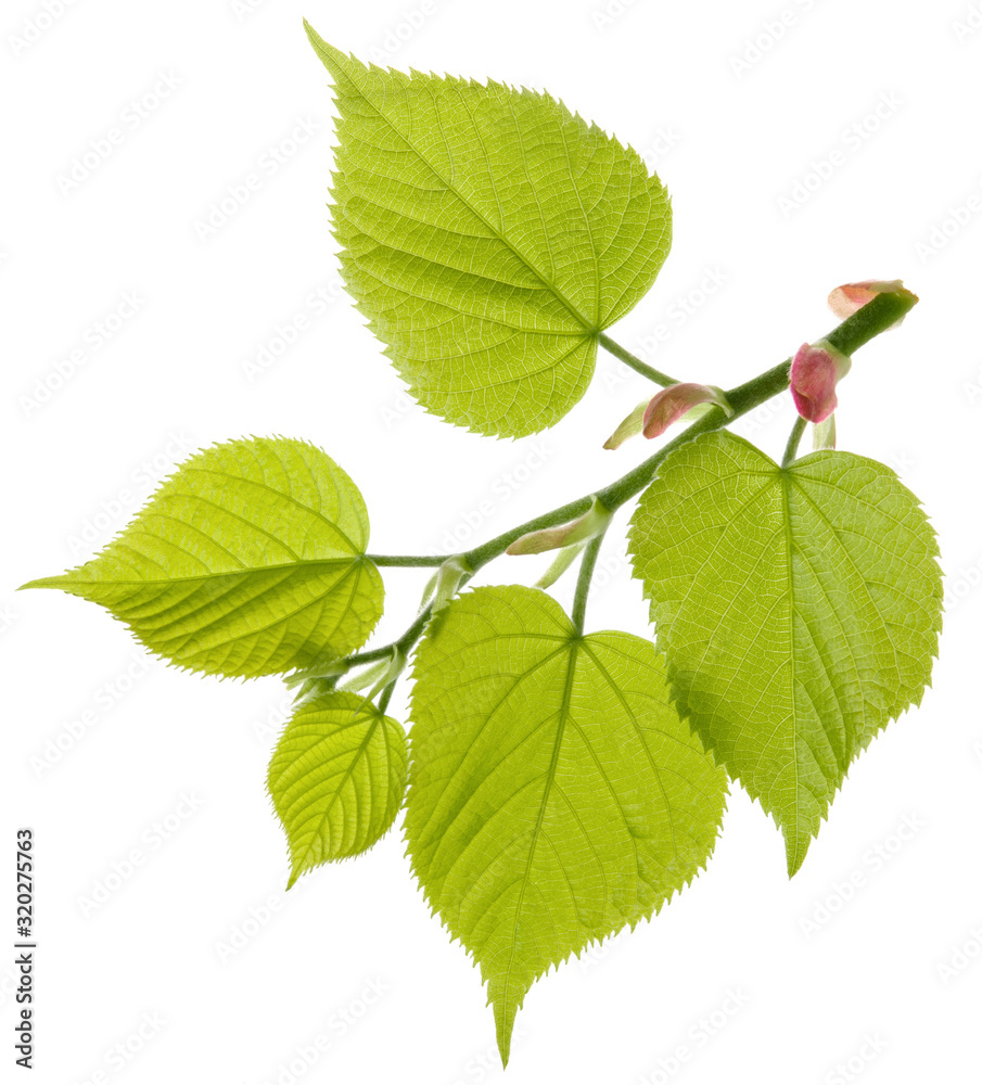 Linden tree fresh branch with green leaves isolated on white background Linden tree fresh branch with green leaves isolated on white background