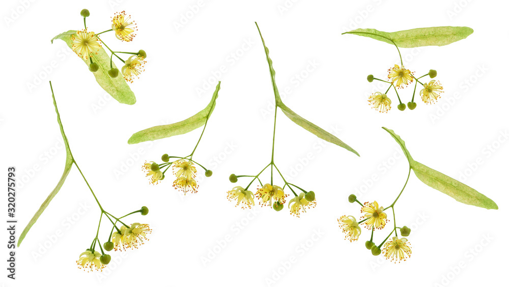 Obraz premium Set of Linden flower isolated.Linden flowers bloom with leaves and petals isolated on white background.