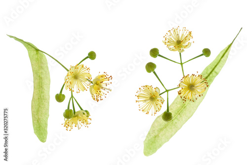 Two Linden tree flower with petals isolated on white background, close-up