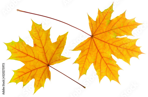 Two autumn beautiful colorful orange and yellow maple leaf isolated on white background  close-up  seasonal nature detail
