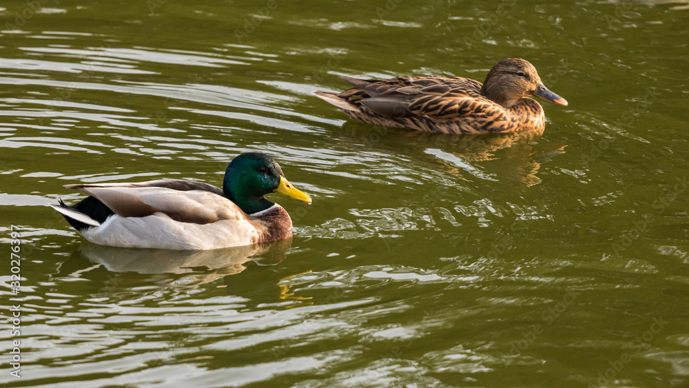 Beautiful ducks swimming in the lake in Ramat Gan, Israel Beautiful ducks swimming in the lake in Ramat Gan, Israel