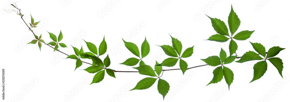 Wild vine branch with green fresh leaves isolated on white background Wild vine branch with green fresh leaves isolated on white background