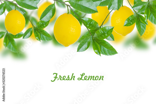 Fresh lemons on branch with green leaves on blurred background. Isolated on a white background. Copy space