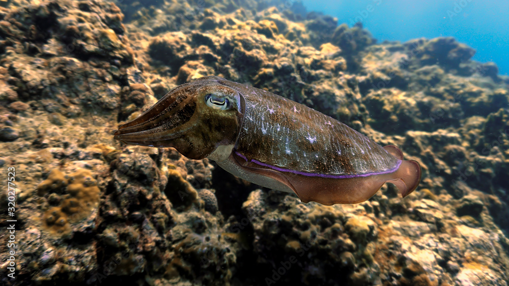 Fototapeta premium Underwater photo of Cuttlefish