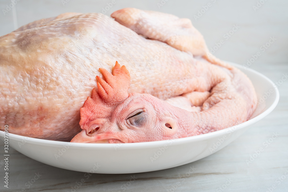 A freshly slaughtered hen on a kitchen tile countertop plate A freshly slaughtered hen on a kitchen tile countertop plate