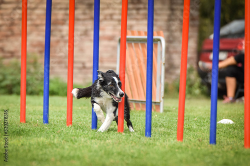 Tricolor border collie in agility slalom on Ratenice competition. Amazing day on czech agility competition in town Ratenice it was competition only for large.