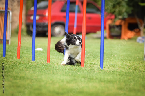 Tricolor border collie in agility slalom on Ratenice competition. Amazing day on czech agility competition in town Ratenice it was competition only for large.