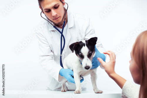 Fototapeta Naklejka Na Ścianę i Meble -  young veterinarian doctor in blue gloves examine little cute dog jack russell isolated on white background, animal healthcare concept