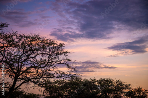 tree at sunset © NamibianHeart