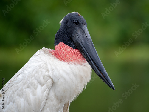 Hals und Kopf eines freigestellten Jabiru Storches vor grünem Hintergrund