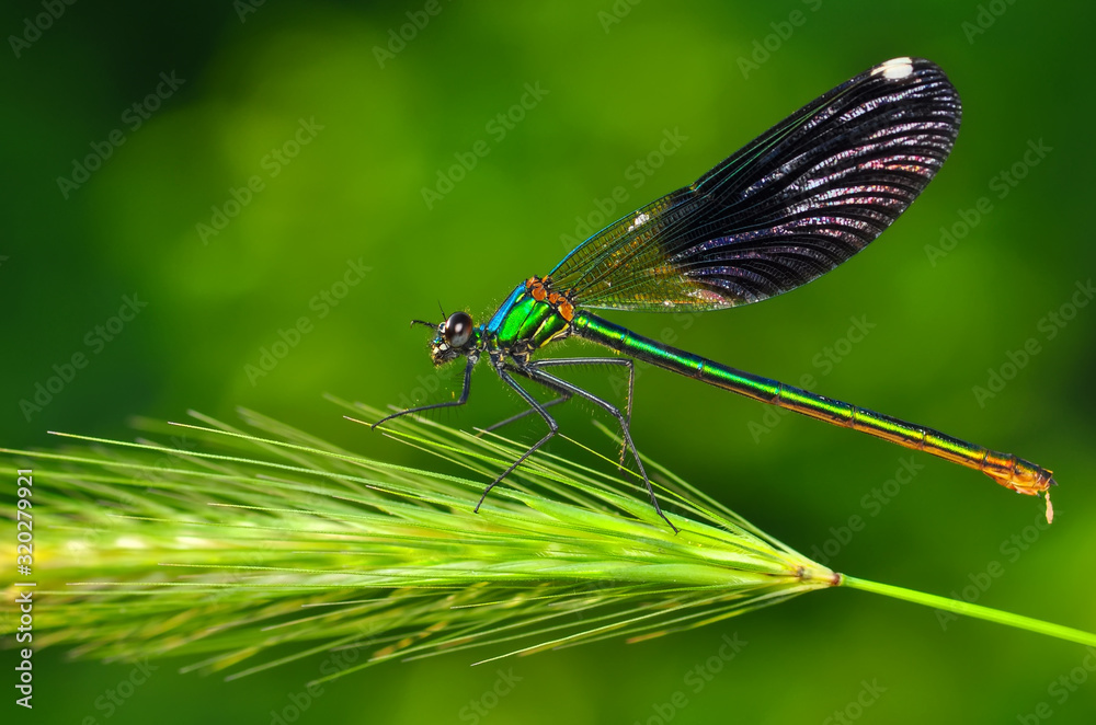 Macro shots, Beautiful nature scene dragonfly. Macro shots, Beautiful nature scene dragonfly.
