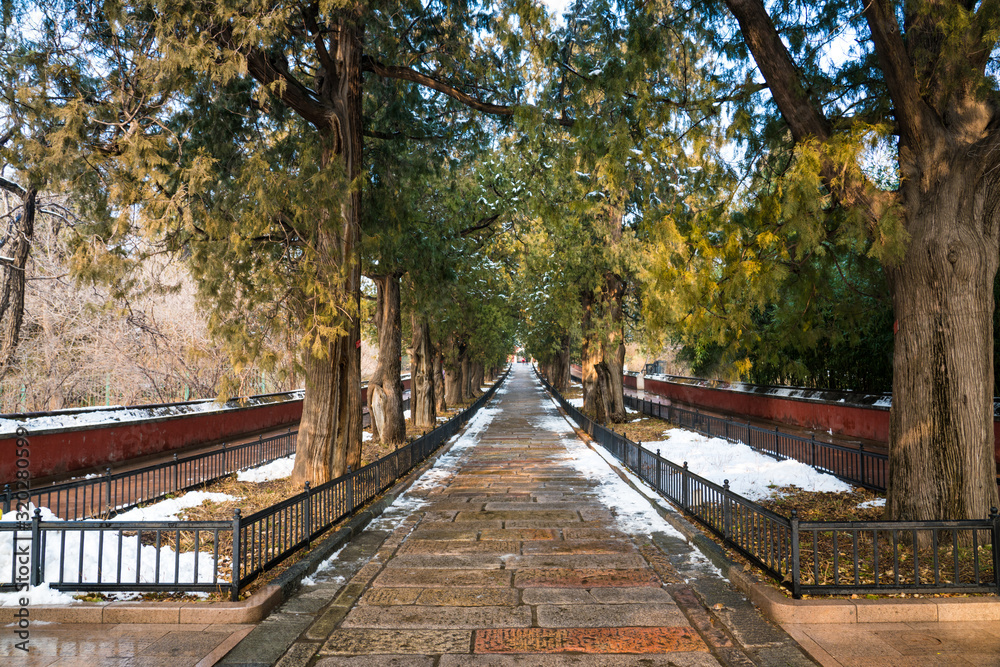 Tree-lined road leading to the Temple of the Reclining Buddha in Beijing Botanical Garden after snowfall.