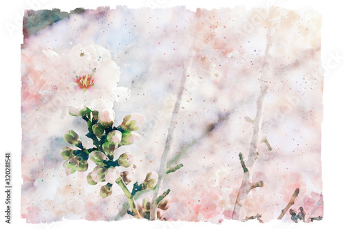 watercolor style and abstract image of cherry tree flowers