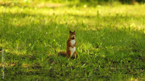 Cute little red squirrel standig upright in the green grass in summer in the shade with a nut in its mouth, sciurus vulgaris