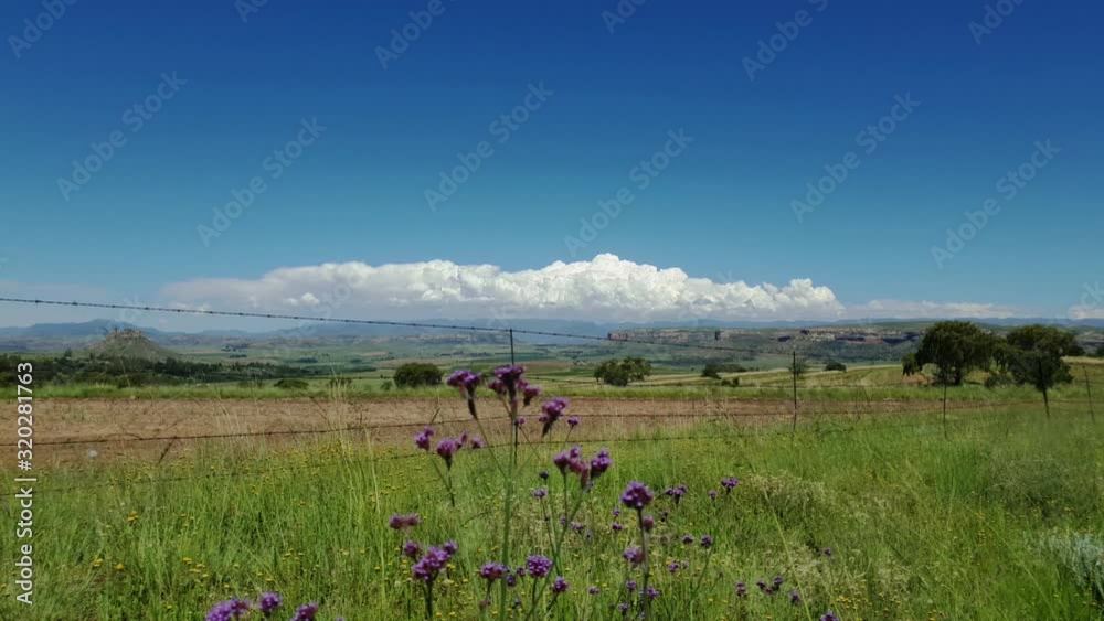 Maloti mountain range in Free-state province near Camelroc guest farm and the Lesotho border. Roadside grass and flowers moving in the wind.