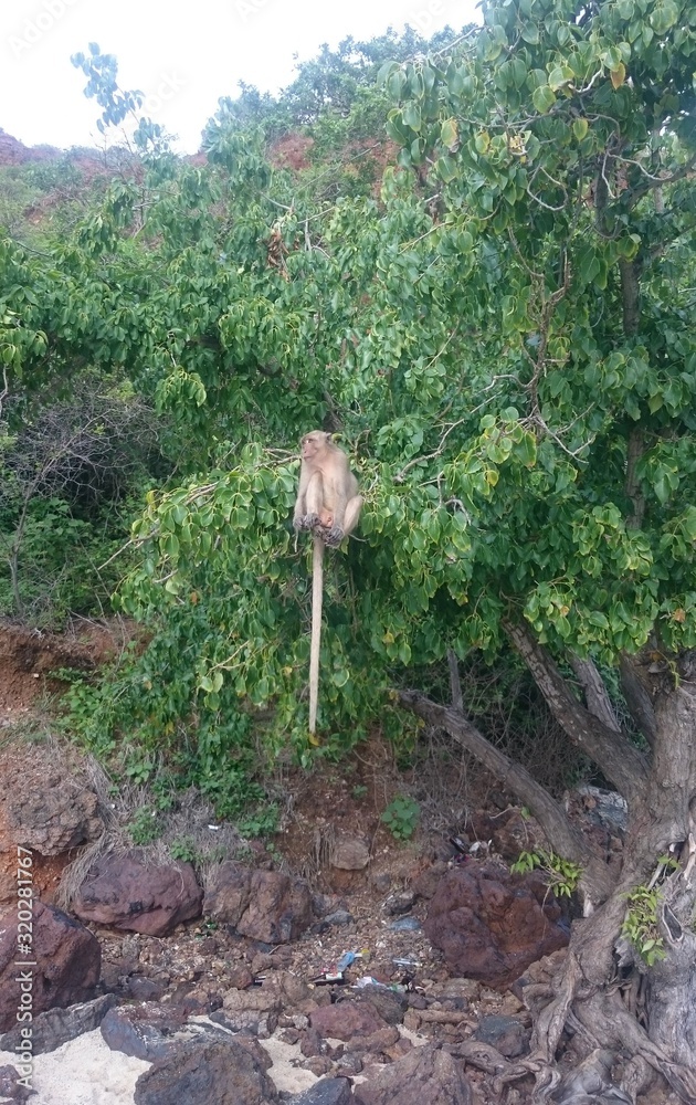 Macaque monkey is sitting on a green tree on the Monkey beach on Koh Lan Island Macaque monkey is sitting on a green tree on the Monkey beach on Koh Lan Island