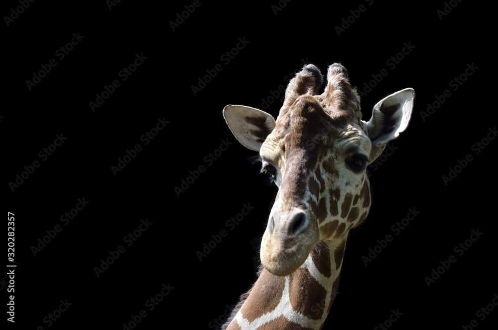 Naklejka premium キリンの顔