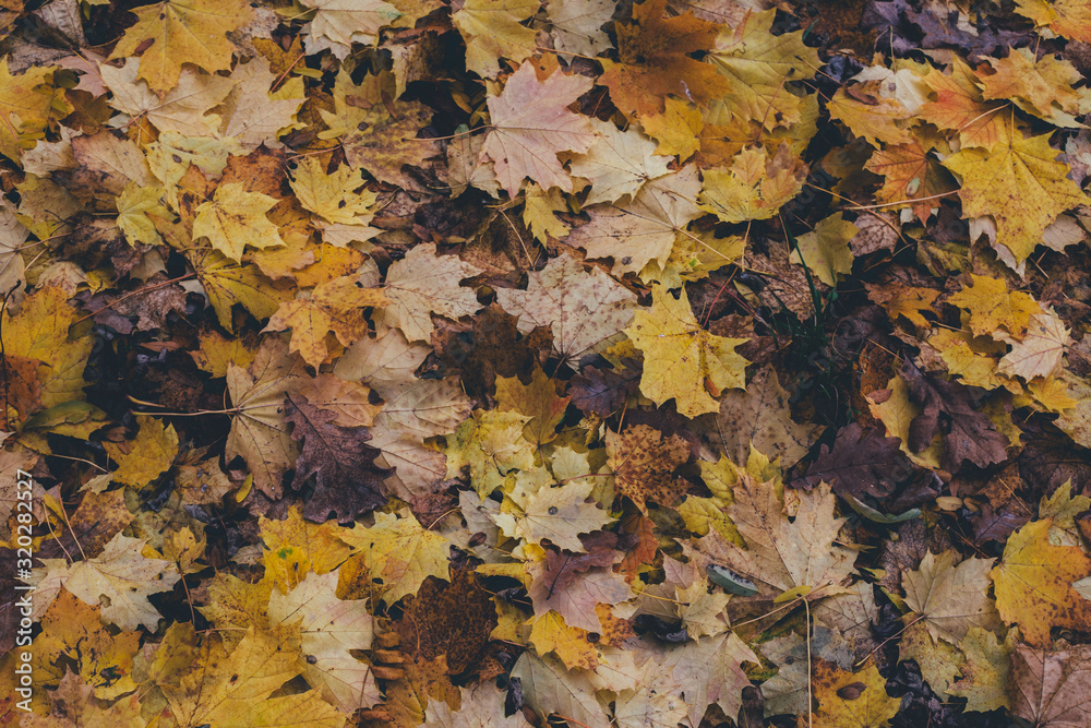 Autumn Autumn