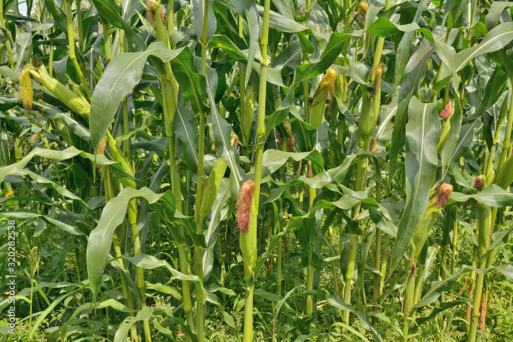 Maize field 1 Maize field 1