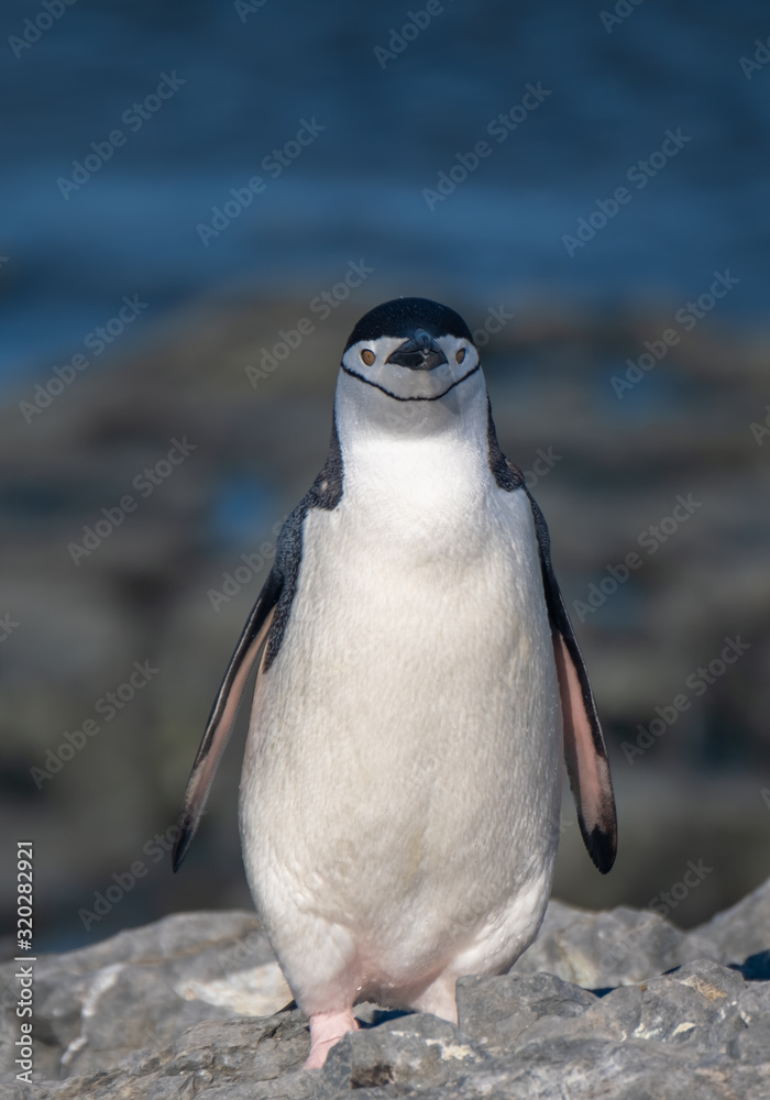 Obraz premium Closeup of a Chinstrap penguin in Esperanza base, a permanent Argentine research station on the Antarctic Peninsula