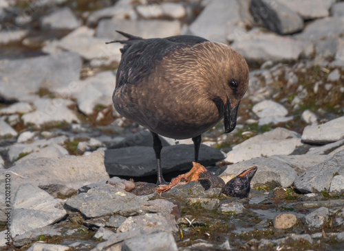 Great skua eating a penguin chick, near a Gentoo colony on the Antarctic Peninsula photo