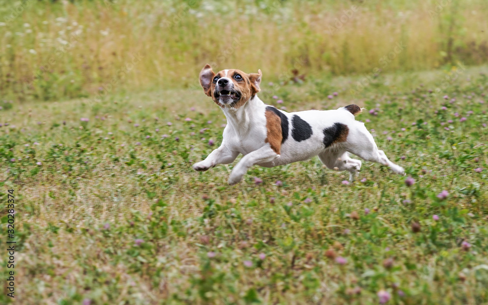 Jack Russell terrier running fast on grass meadow, mouth open, head looking up at the ball thrown to her