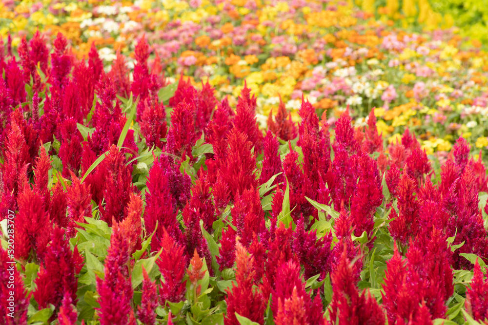 Red flowers blooming in garden, (Celosia flower or Cockscomb) Red flowers blooming in garden, (Celosia flower or Cockscomb)