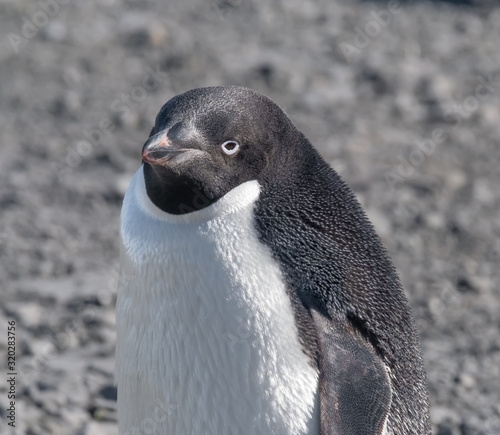 Closeup of a Gentoo penguin in Esperanza base, a permanent Argentine research station on the Antarctic Peninsula