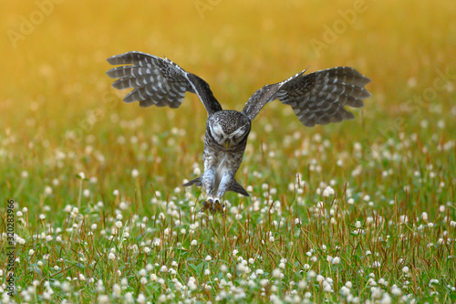 Photography Spotted owlet hovering in their prey