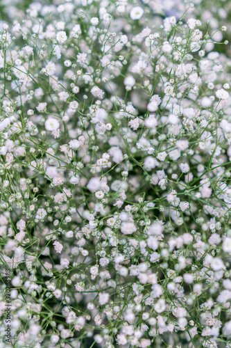 White spring wildflowers. background. Natural floral background. vertical photo