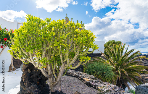 Kandelaber-Baum auf Lanzarote