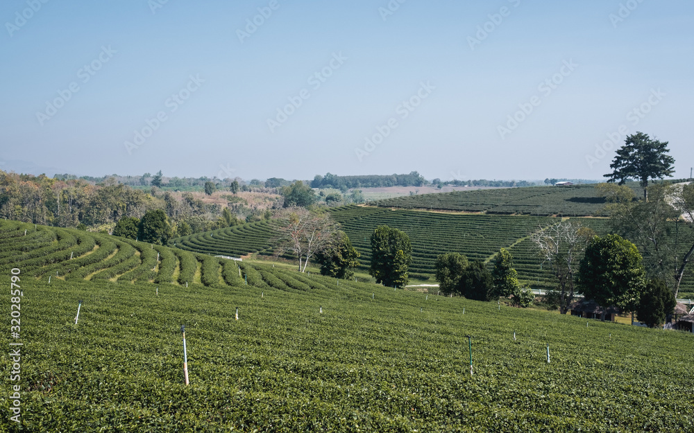 Landscape image of highland tea plantations