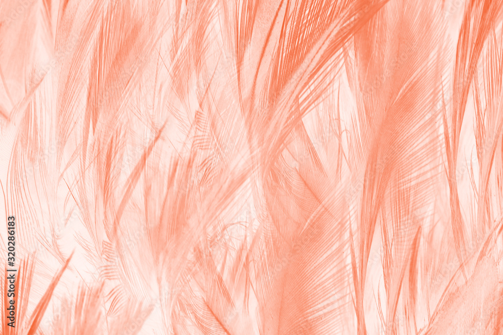 Fototapeta premium Beautiful orange-white colors trend feather texture background, trends color