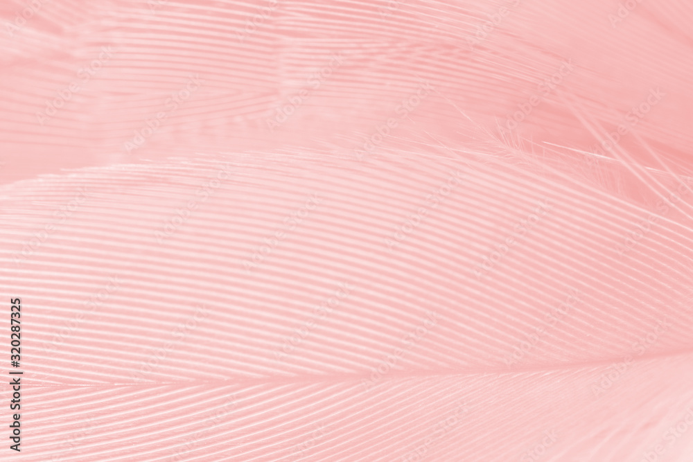 Beautiful line soft pink feather pattern texture background Beautiful line soft pink feather pattern texture background