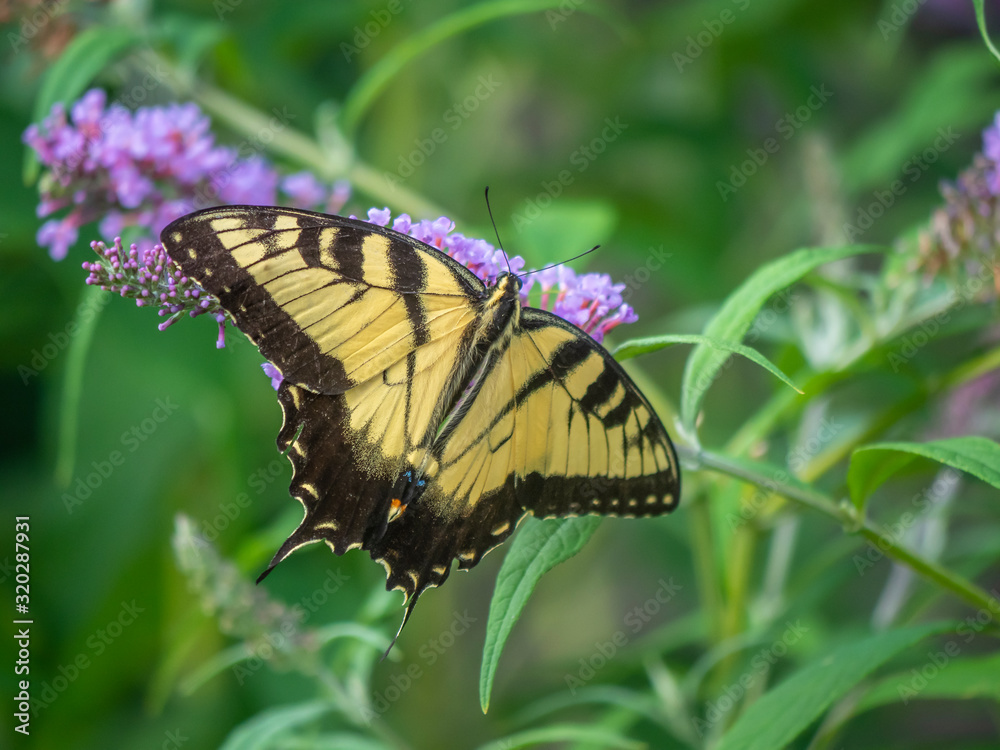 Papilio glaucus, eastern tiger swallowtail, Papilio glaucus, eastern tiger swallowtail,