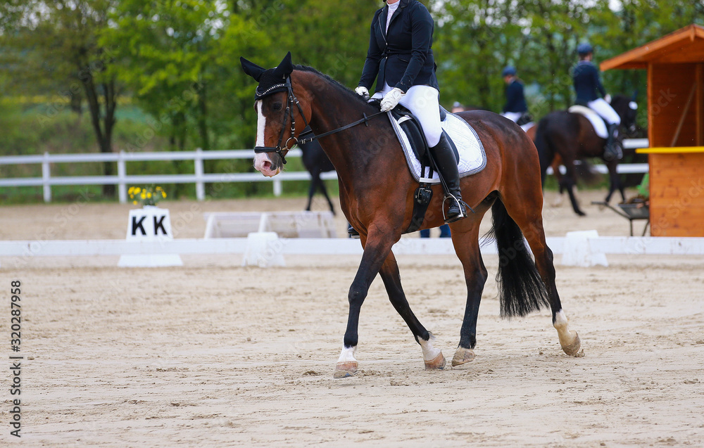 Dressage horse brown with rider during a right turn in a trot on the circle.. Dressage horse brown with rider during a right turn in a trot on the circle..