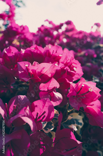 Pink flowers