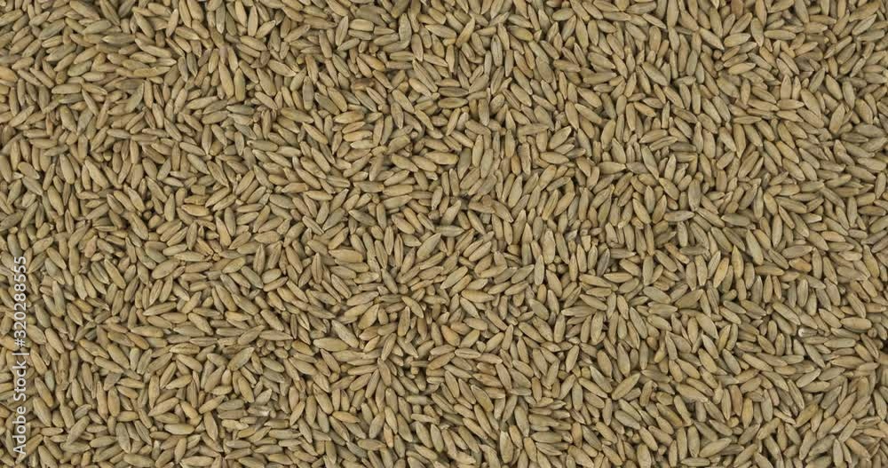 Rotation, background from rye grains. Grocery background. Top view. Copy space. Rotation, background from rye grains. Grocery background. Top view. Copy space.