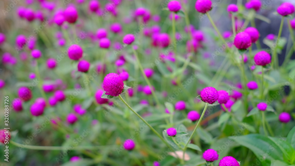 Beautiful purple flowers on green leave background in Swamp Beautiful purple flowers on green leave background in Swamp